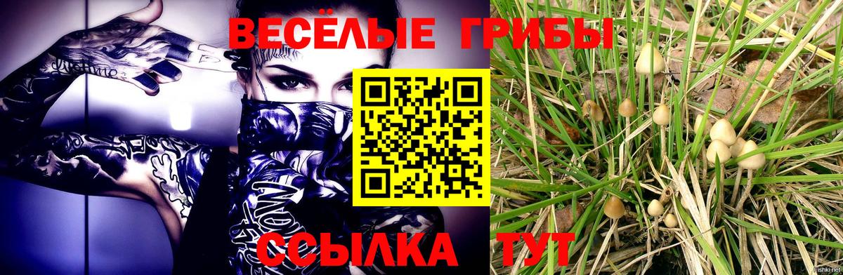 Зеленогорск  Псилоцибиновые грибы Psilocybine cubensis  Вход с VPN 